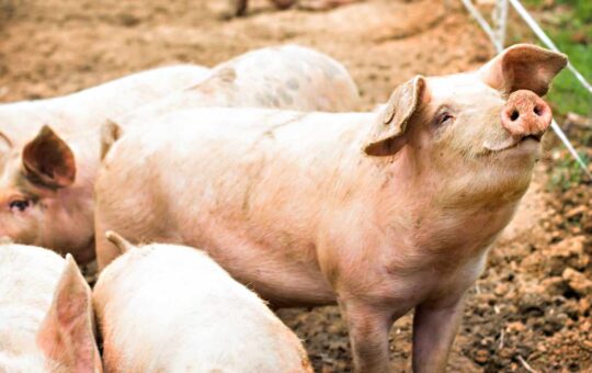 US Authorities Warn of 'Pig Butchering' Crypto Scam Becoming Alarmingly Popular