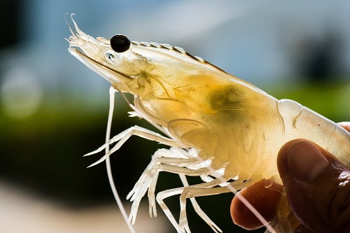 Bitcoin shrimps add record BTC to their holdings in November